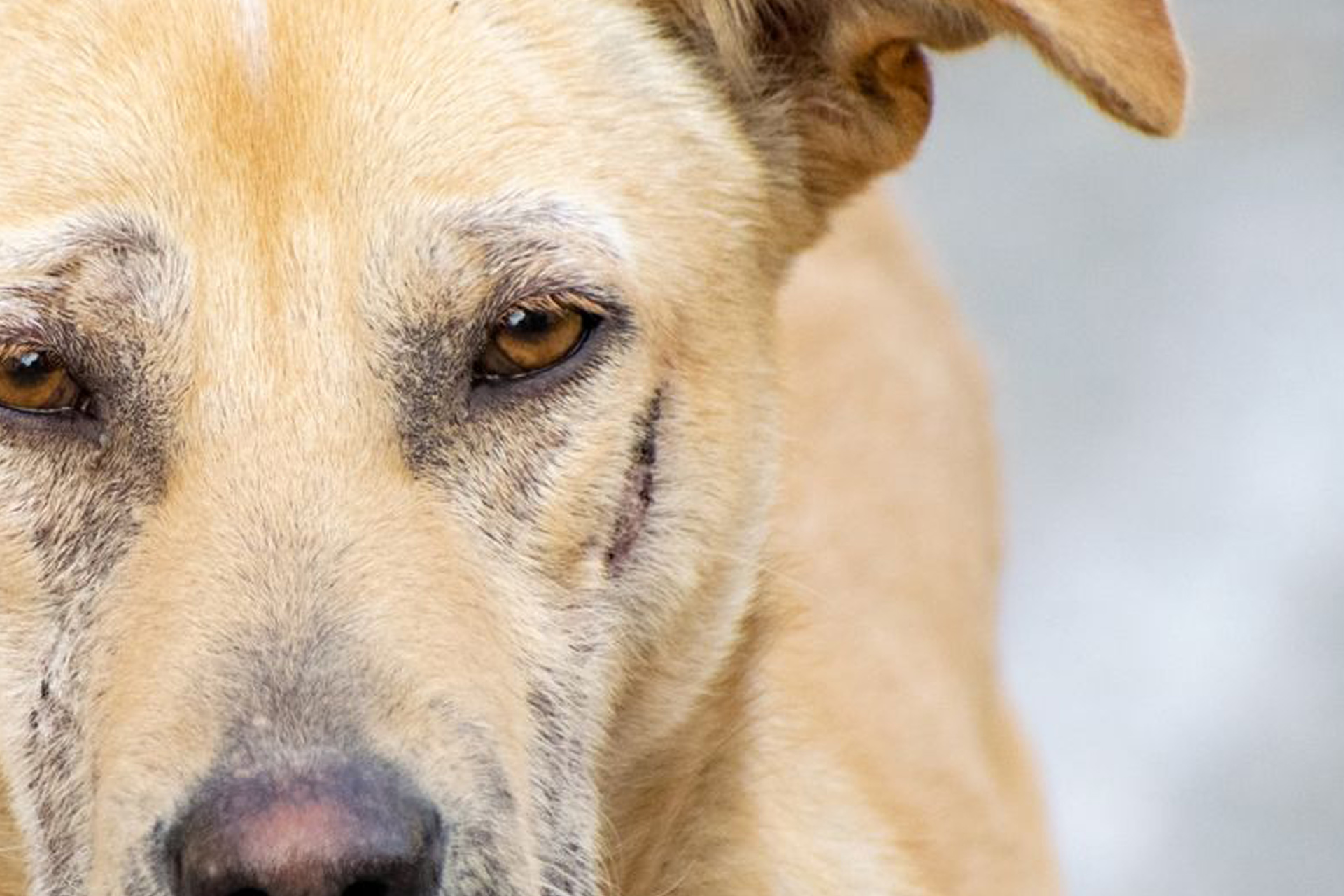 ausbrennen-im-tierschutz-blog